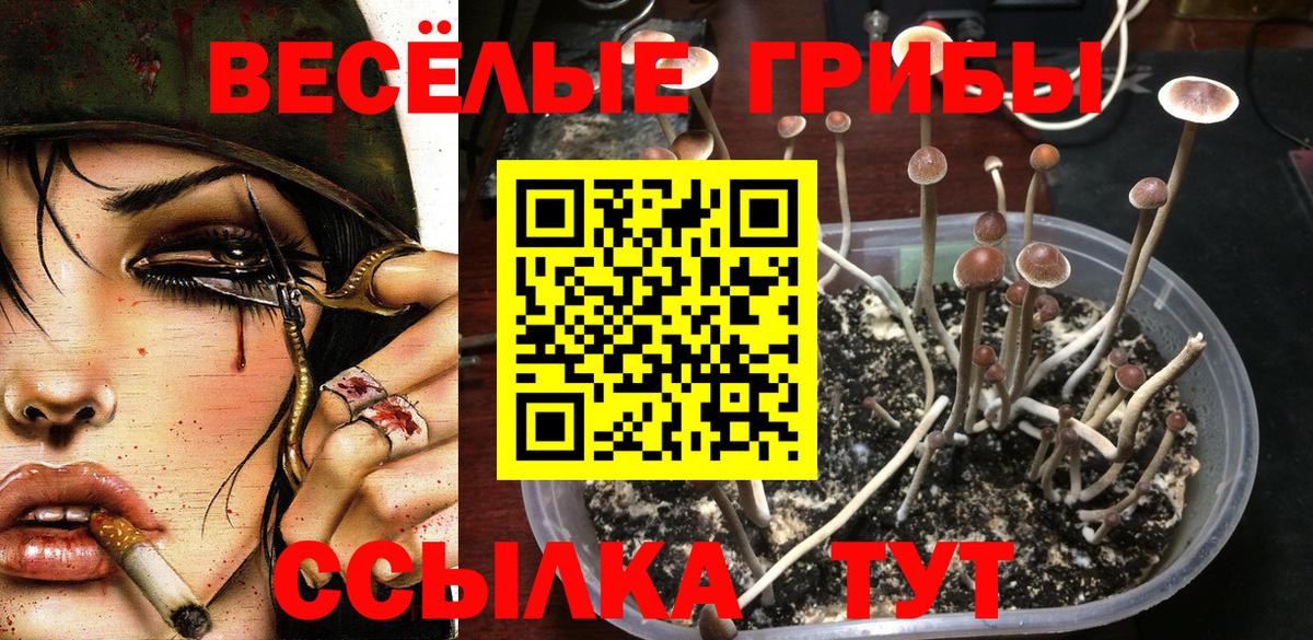 Псилоцибиновые грибы Psilocybine cubensis Карпинск